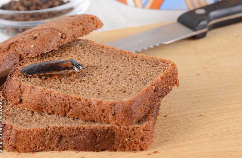 German vs American Cockroaches