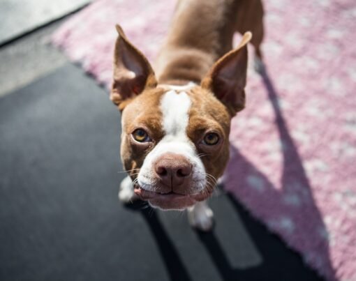 Screen Door With Dog Door A Must-Have for Every Pet-Friendly Household