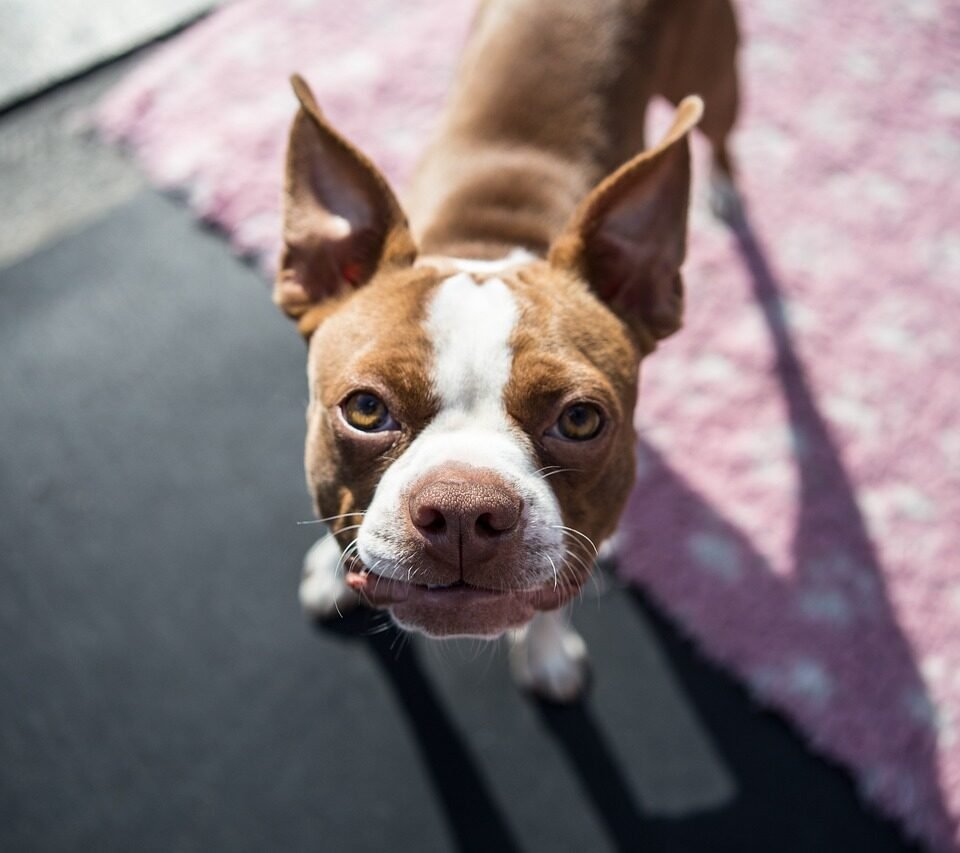 Screen Door With Dog Door A Must-Have for Every Pet-Friendly Household