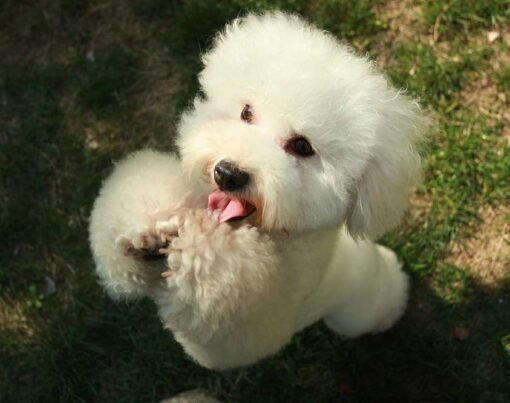 The Joy of Dressing Up Your Small Fluffy Dogs