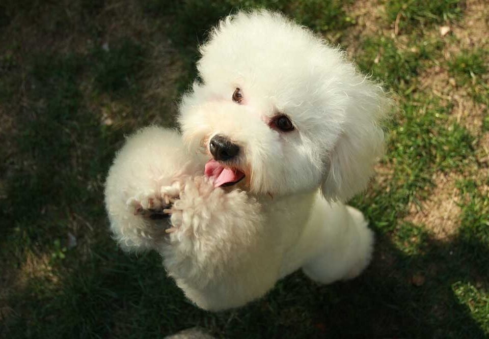 The Joy of Dressing Up Your Small Fluffy Dogs