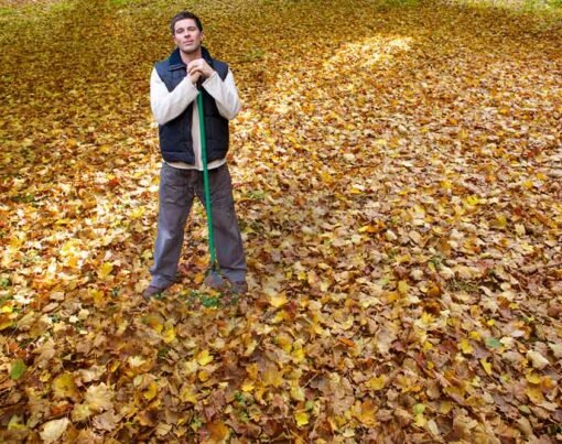 Why Professional Leaf Removal Services are Worth the Investment