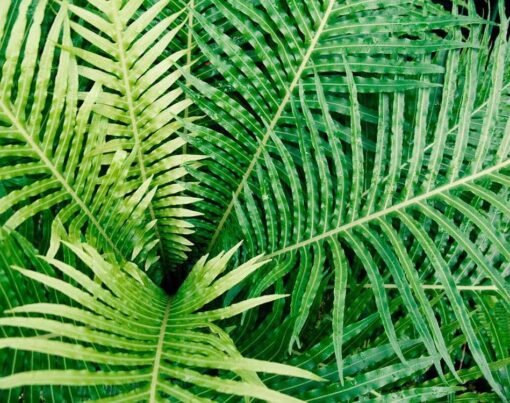 Perennial Ferns for Diverse Landscapes