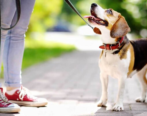 Perfect Bag for Dog Walks