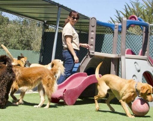 the Best Daycare Facility for Your New Puppy