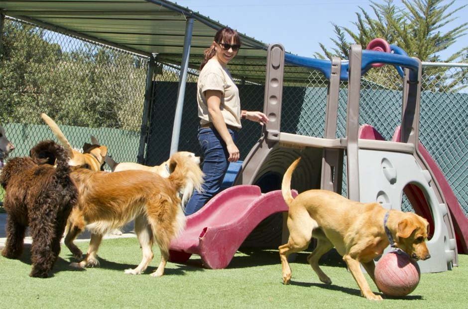 the Best Daycare Facility for Your New Puppy