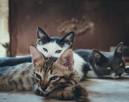 8 Ways to Maintain a Fresh Home with a Cat