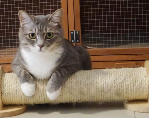 Cat Hotel, Kitty Boarding