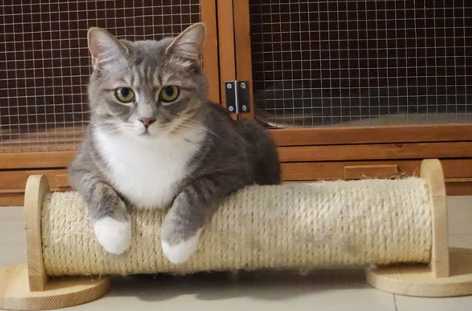 Cat Hotel, Kitty Boarding