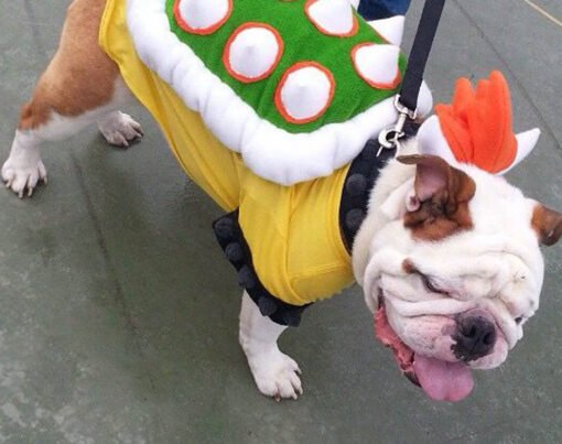 Dog's Personality with the Best Bowser Costume
