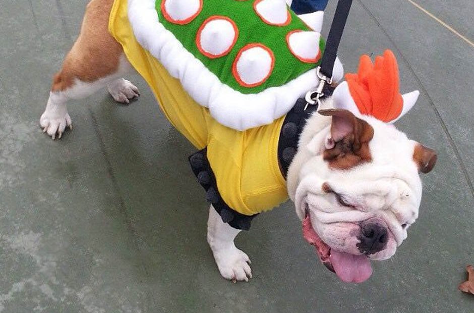 Dog's Personality with the Best Bowser Costume