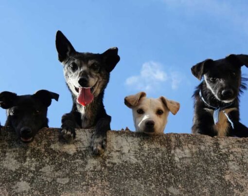 Community-Care-for-Pets